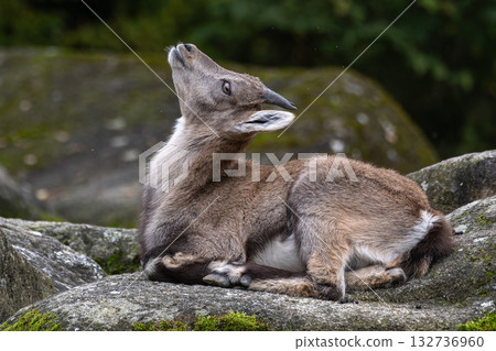 Young baby mountain ibex or capra ibex on a rock Young baby mountain ibex or capra ibex on a rock 132736960