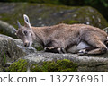 Young baby mountain ibex or capra ibex on a rock 132736961