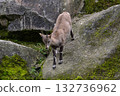 Young baby mountain ibex or capra ibex on a rock 132736962