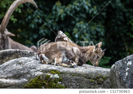 Young baby mountain ibex or capra ibex on a rock 132736963