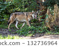 European Grey Wolf, Canis lupus in a german park 132736964