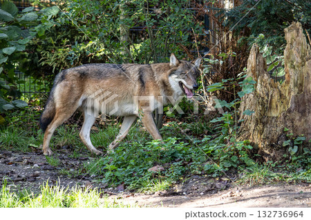 European Grey Wolf, Canis lupus in a german park European Grey Wolf, Canis lupus in a german park 132736964