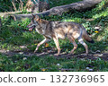 European Grey Wolf, Canis lupus in a german park 132736965