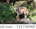 European Grey Wolf, Canis lupus in a german park 132736966