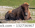 American buffalo known as bison, Bos bison in a german park 132736967
