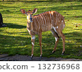 Nyala Antelope - Tragelaphus angasii. Wild life animal. 132736968