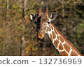 The giraffe, Giraffa camelopardalis is an African mammal 132736969