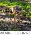 European Grey Wolf, Canis lupus in a german park 132736970