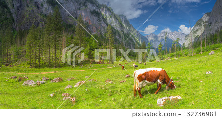 Alpine meadow with cows and rustic houses in Berchtesgaden National Park 132736981
