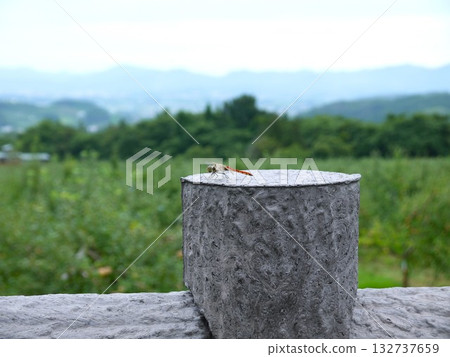 一隻蜻蜓停在公園的柱子上。 132737659