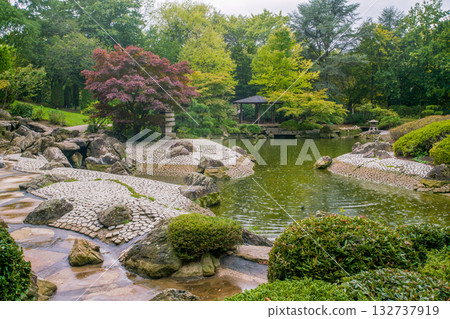 Japanese maple tree - autumn leaf color in Japanese garden in Germany Japanese maple tree - autumn leaf color in Japanese garden in Germany 132737919