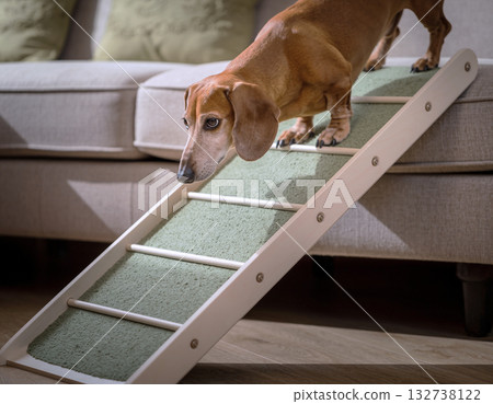 臘腸犬借助台階從沙發上下來 132738122