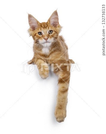 Red Maine Coon cat kitten on white Red Maine Coon cat kitten on white 132738133