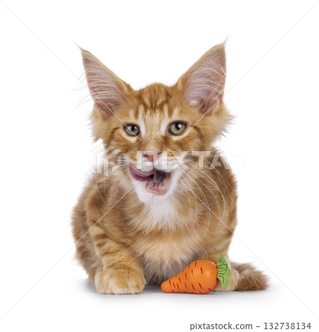 Red Maine Coon cat kitten on white Red Maine Coon cat kitten on white 132738134