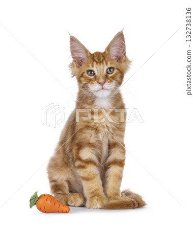 Red Maine Coon cat kitten on white 132738136