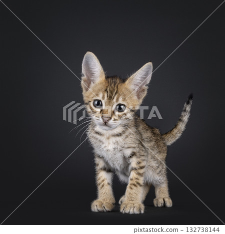 Savannah cat kitten on black 132738144