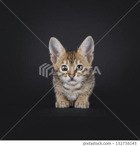Savannah cat kitten on black Savannah cat kitten on black 132738145