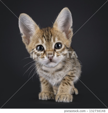 Savannah cat kitten on black Savannah cat kitten on black 132738148