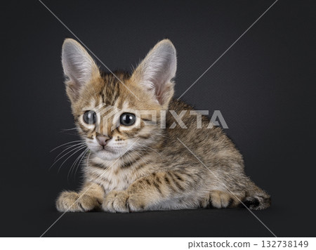 Savannah cat kitten on black Savannah cat kitten on black 132738149
