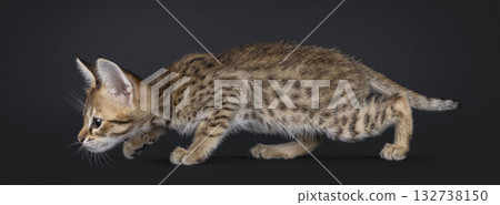 Savannah cat kitten on black Savannah cat kitten on black 132738150