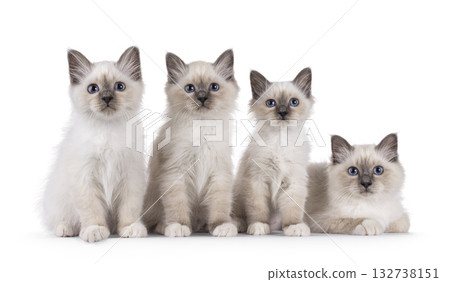 Row of kittens on white 132738151