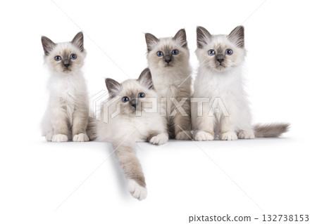 Row of kittens on white Row of kittens on white 132738153