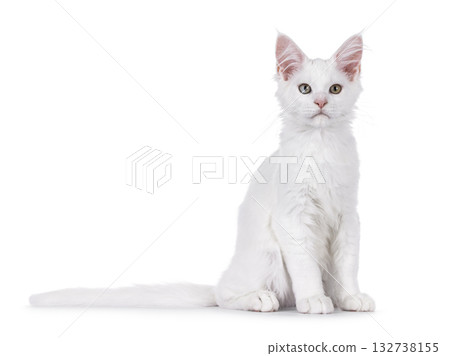 White Maine Coon cat kitten on white White Maine Coon cat kitten on white 132738155