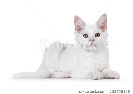 White Maine Coon cat kitten on white White Maine Coon cat kitten on white 132738156