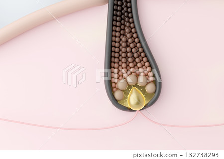 電腦生成的圖像，展示了毛乳頭激活毛基質細胞，從而促進頭髮健康生長的過程。 132738293