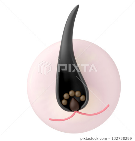 一個簡單的毛根結構圖圖標，顯示了毛乳頭和毛基質細胞，背景為白色。 132738299