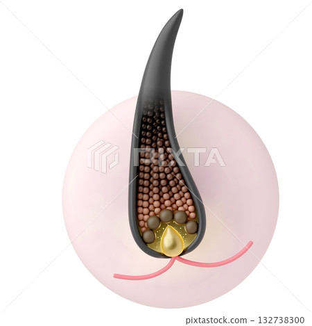 CG icon of healthy hair follicles and hair papilla, showing blood flow and grown hair, white background 132738300