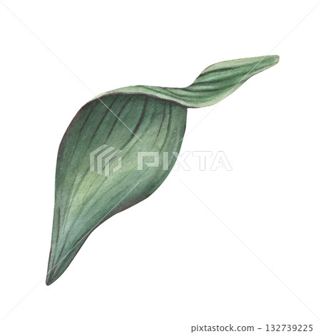 Alstroemeria leaf. Hand-painted watercolor illustration isolated on white background. Perfect for floral design, invitations, printing on packaging and textile, branding, botanical projects Alstroemeria leaf. Hand-painted watercolor illustration isolated on white background. Perfect for floral design, invitations, printing on packaging and textile, branding, botanical projects 132739225