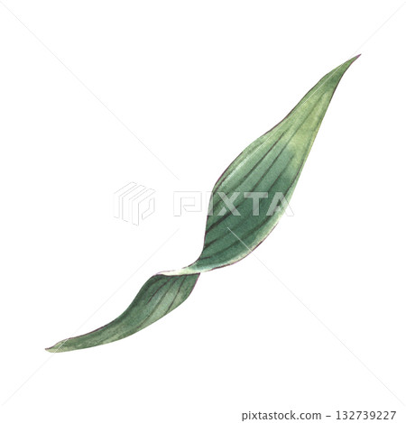 Alstroemeria leaf. Hand-painted watercolor illustration isolated on white background. Perfect for floral design, invitations, printing on packaging and textile, branding, botanical projects Alstroemeria leaf. Hand-painted watercolor illustration isolated on white background. Perfect for floral design, invitations, printing on packaging and textile, branding, botanical projects 132739227