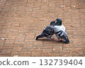 Two friendly pigeons Two friendly pigeons 132739404