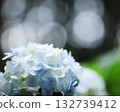 Quietly blooming light blue hydrangea and soft bokeh light 132739412