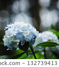 Light blue hydrangea flowers wrapped in soft light 132739413