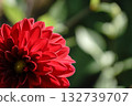 Close-up of crimson dahlia Close-up of crimson dahlia 132739707