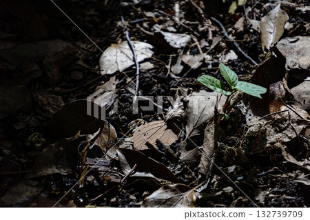 落葉間的縫隙冒出了嫩芽。 132739709