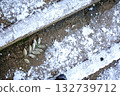 Snowy ground and fallen leaves detail Snowy ground and fallen leaves detail 132739712