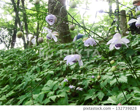 Rengeshouma on Mt. Mitake (Ome City, Tokyo) 132739828