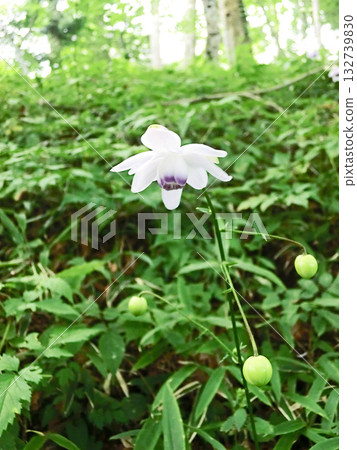 禦嶽山蓮華莊馬(東京都青梅市) 禦嶽山蓮華莊馬(東京都青梅市) 132739830