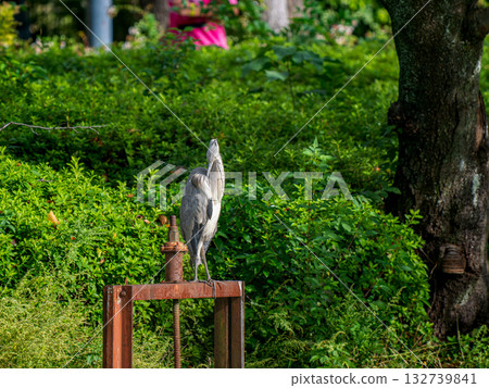 Water heron Water heron 132739841
