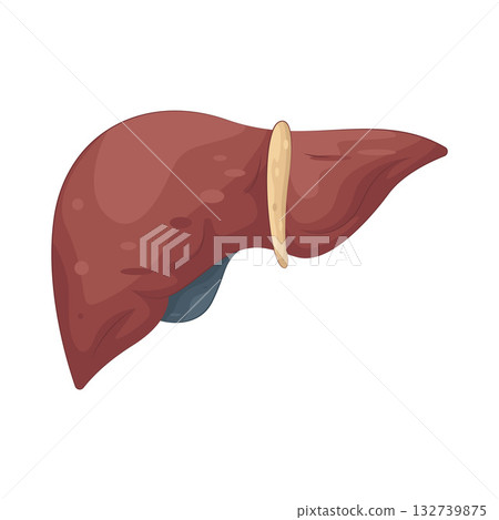 Illustration of human liver Illustration of human liver 132739875