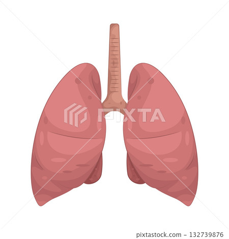 Illustration of human lungs Illustration of human lungs 132739876