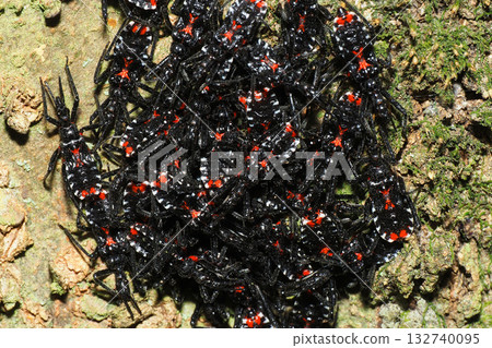 一群冬眠的刺客蟲幼蟲 132740095