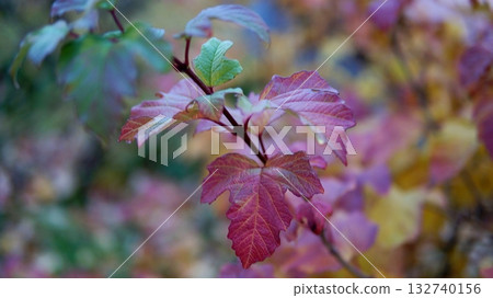 Beauty red leaves. Golden autumn 132740156