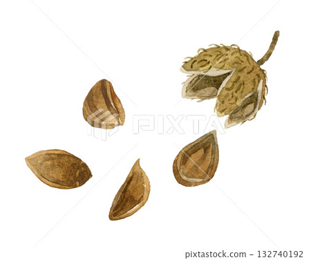 山毛櫸堅果 - 手繪水彩秋季植物插圖 132740192