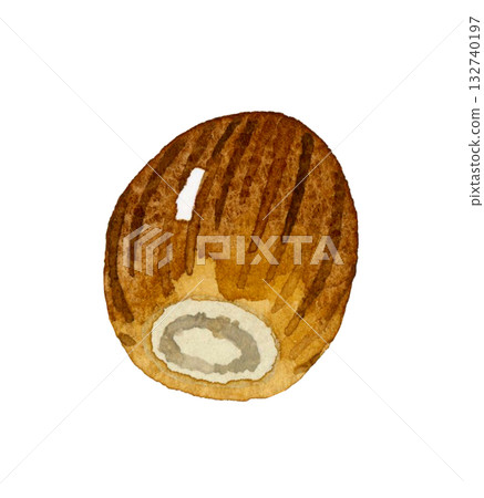 橡實（單件） 手繪水彩秋季植物插圖 132740197