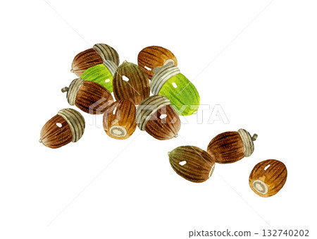 Acorn set - Hand-drawn watercolor illustration of autumn plants Acorn set - Hand-drawn watercolor illustration of autumn plants 132740202