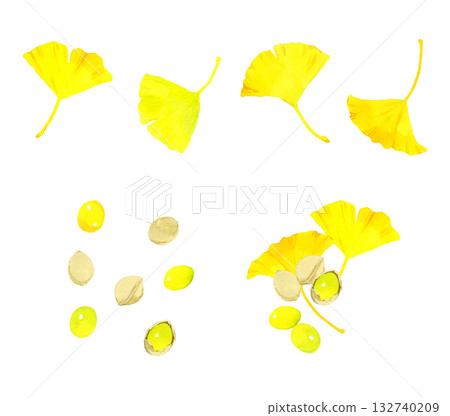 Set of ginkgo nuts and ginkgo leaves. Hand-drawn watercolor illustration of autumn plants. Set of ginkgo nuts and ginkgo leaves. Hand-drawn watercolor illustration of autumn plants. 132740209
